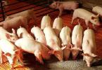 Откорм свиней в домашних условиях: самый эффективный способ кормления поросят на мясо