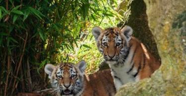 Тигр: фото и видео, описание породы, подвиды, образ жизни, охота Где живут львы и тигры
