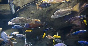 Правильное кормление аквариумных рыб Сколько нужно корма для рыбок в аквариуме