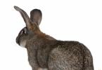 Породы кроликов: описание и фото