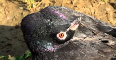 Болезни голубей: виды заболеваний и как их лечить