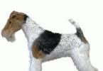 Собака породы фокстерьер: опиcание, внешний стандарт, уход Почему так называется