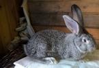 Редкие мясные породы кроликов: особенности разведения