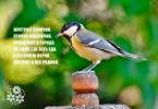 Стихи про синичек и кормушки Резвые синички – умненькие птички