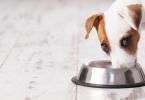 Лучший сухой корм для собак: отзывы ветеринаров