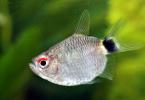 Описание аквариумной рыбки филомена красноглазая Разведение аквариумной рыбки Филомена красноглазая