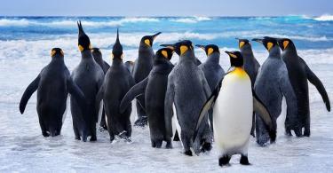 Пингвины (лат. Sрhеnisсidае). ﻿ Пингвин фото, анатомия, образ жизни, среда обитания Пингвины описание животного для детей 4 лет