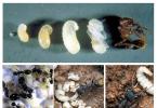 Крылатые муравьи Период от личинки до куколки муравья