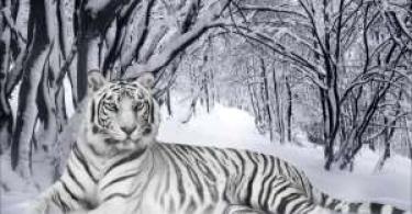 Самые большие тигры в мире Как зимуют тигры в природе