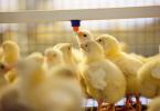 Выращивание цыплят: чем кормить в домашних условиях Выращивание цыплят зимой в домашних условиях