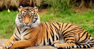 Тигр: фото и видео, описание породы, подвиды, образ жизни, охота Строение тигра животного