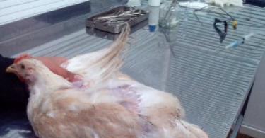 Анатомия курицы несушки в картинках и видео Особенности строения внутренностей домашней птицы