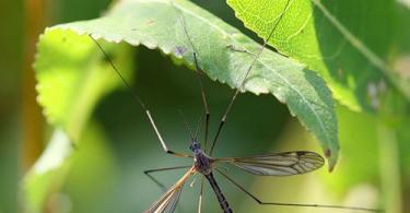 Как выглядят и где водятся большие комары-долгоножки?