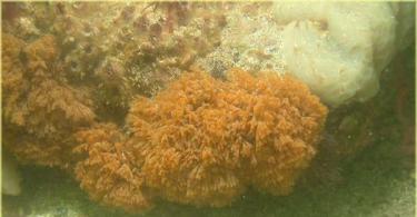 Мшанка грибовидная (Plumatella fungosa): личинки и рождение колонии