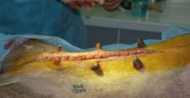 Кастрация собак: уход после операции