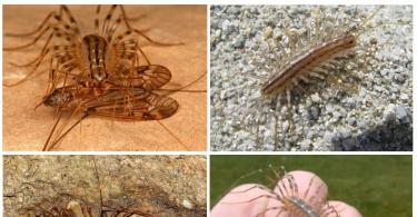 Сколопендра: фото насекомого, чем опасна