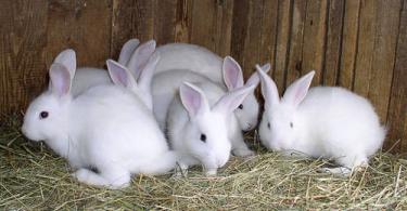 Особенности выращивания кроликов на мясо