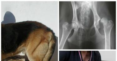 Болезни суставов у собак