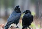 ​50 интересных и удивительных фактов о воронах