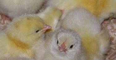 Самостоятельная вакцинация цыплят Прививки для кур график