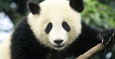 Панда - странное дитя природы Где можно встретить панду