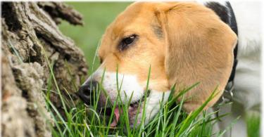 Мифы и правда о том, почему собака ест траву Джек рассел ест траву