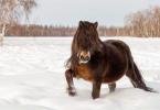 Якутская лошадь: описание породы, уход и интересные факты Якутская лошадь нетребовательна