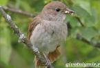 Певчая птица – соловей: описание с фото и видео, слушать голоса и звуки пения соловья, прекрасная песня природы