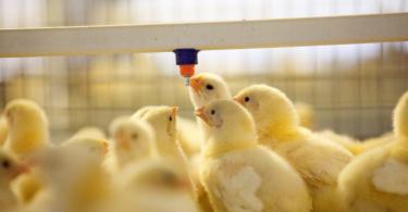 Выращивание цыплят: чем кормить в домашних условиях Выращивание цыплят зимой в домашних условиях