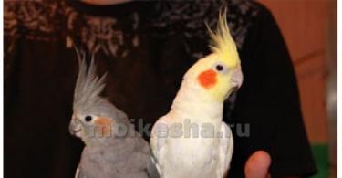 Как научить попугая кореллу разговаривать