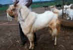 Высокоудойные породы коз молочного направления без запаха Лучшие породы коз для молока