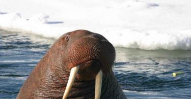 Животное морж: описание, картинки, фото, видео, детеныш моржа