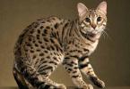 Изящный бенгальский кот: описание породы и история происхождения