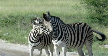 Экзотические, полосатые, или Где живут зебры?