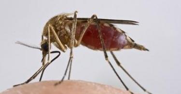 Что делать, если укусил комар?