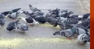 Чем кормить голубей в парках и на площадях, чтобы не навредить?