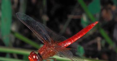 Грациозный охотник – стрекоза Лютка сибирская стрелка девушка бабка металлическая насекомые