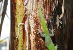 Ящерица геккон: фото и описание, среда обитания, уход и кормление в домашних условиях, невероятные факты Черный геккон