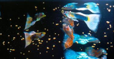 Правильное кормление аквариумных рыб Кормление рыбок в аквариуме для начинающих