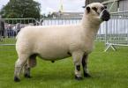 Выращивание и разведение овец романовской породы Какие морозы переносят овцы породы тексель